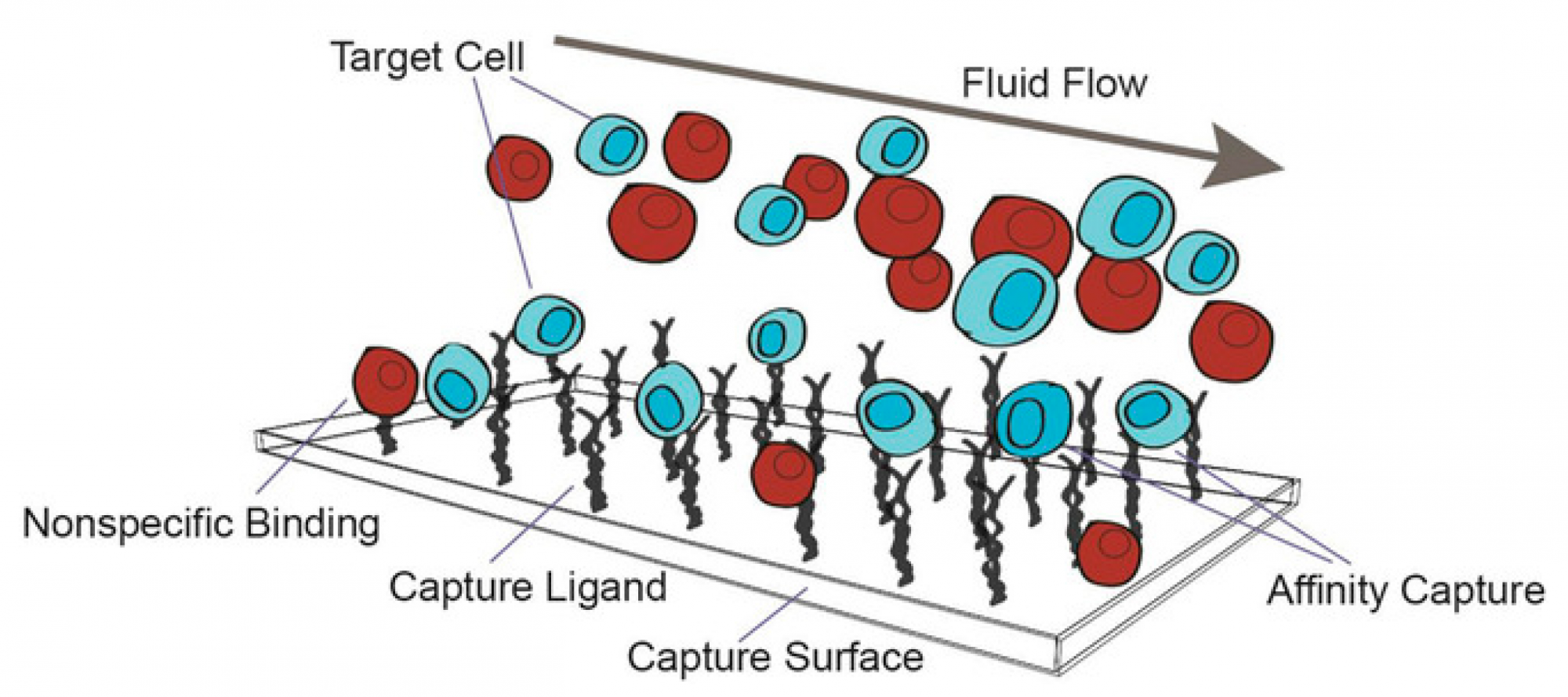 : Conceptual model of Non-Specific Binding (NSB). In standard vials, deprotonated silanols act as molecular magnets for cationic analytes.